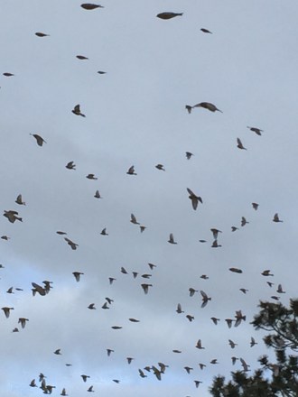 rosy finches - allenspark, co